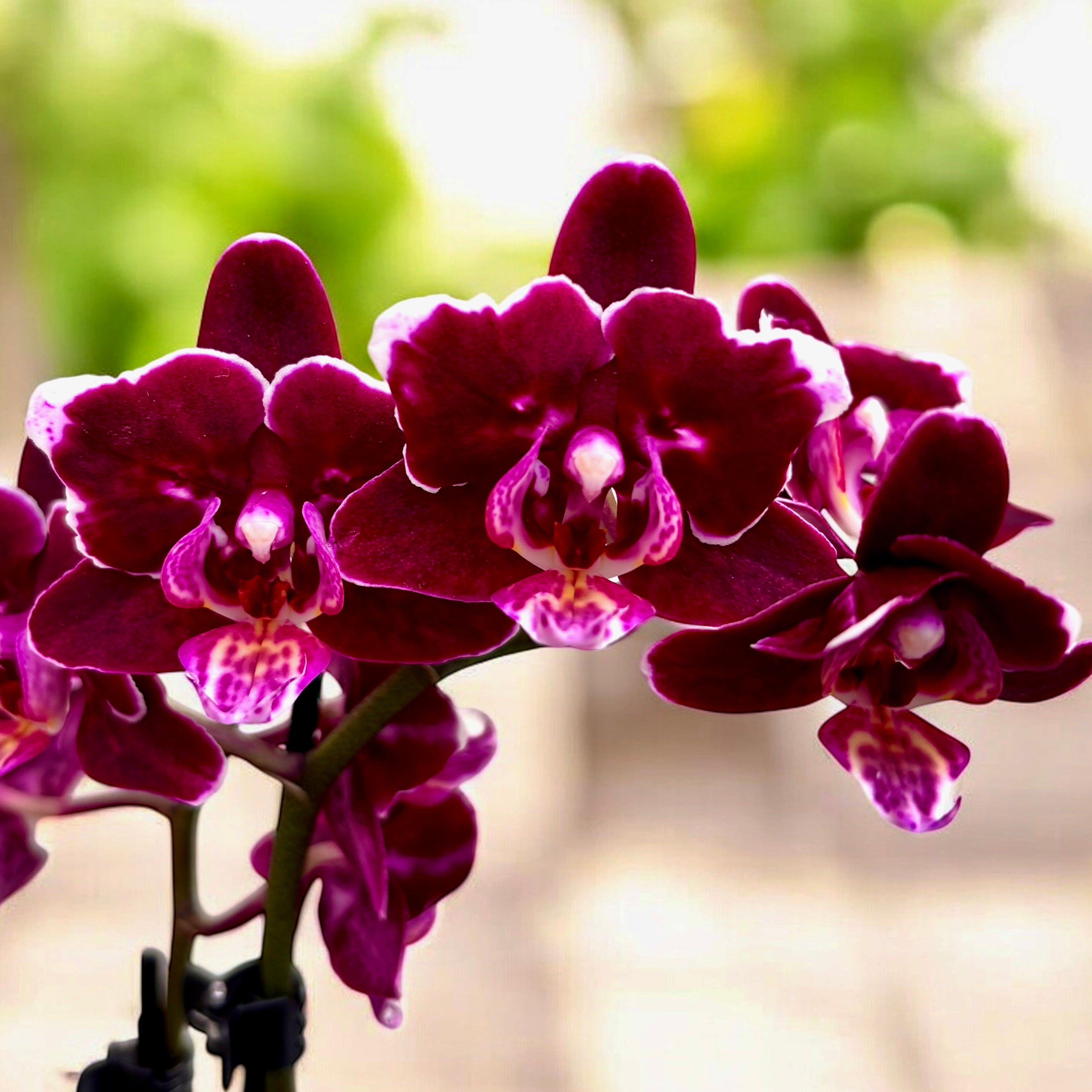 Phalaenopsis Black Aiyah - fleurs pelorées Papillon