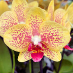 Phalaenopsis Pulsation