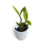 Epicatanthe Hsiang Yu Gold Coast 'Fireworks' - doftande