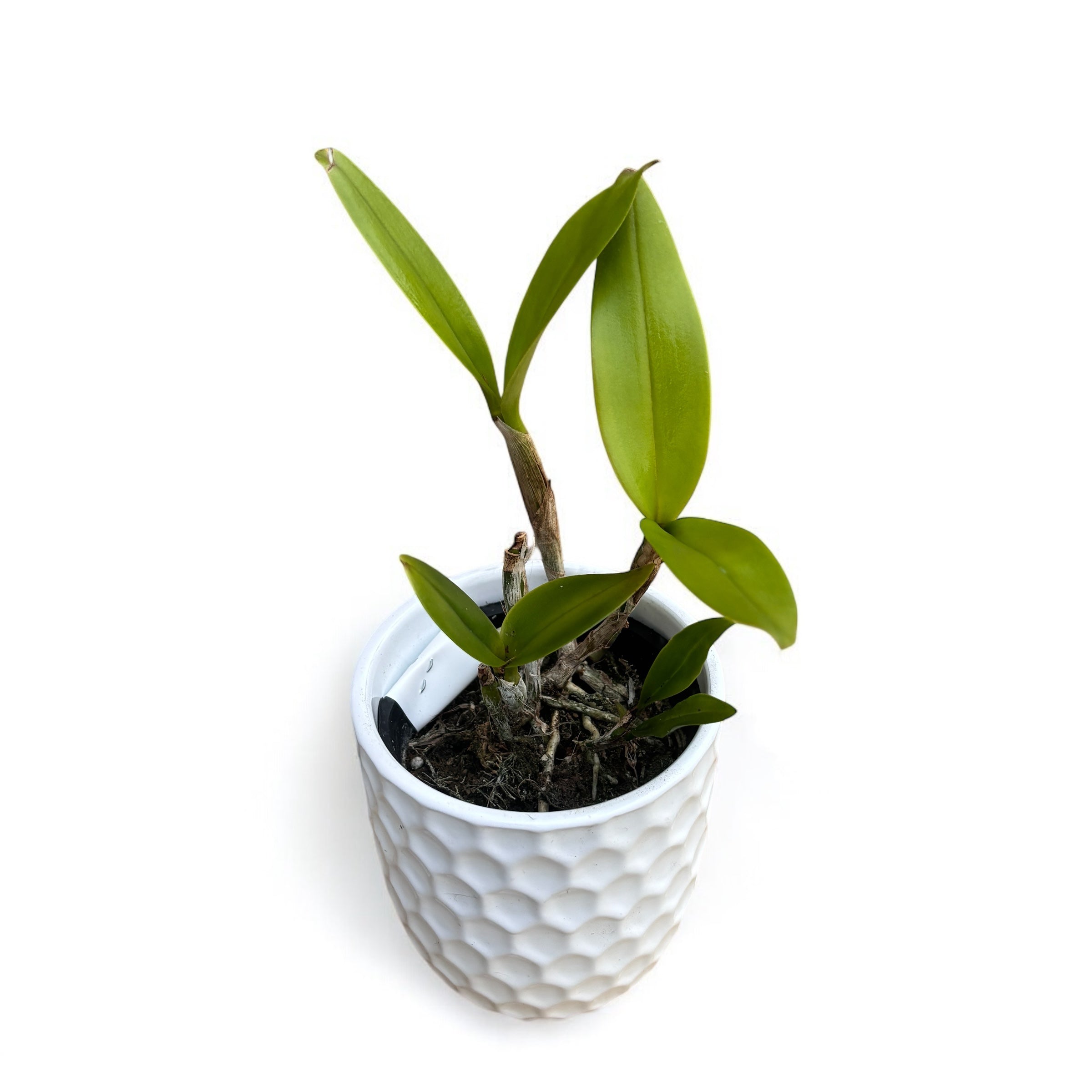 Epicatanthe Hsiang Yu Gold Coast 'Fireworks' - parfumata