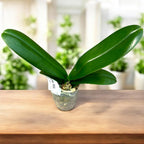 Phalaenopsis OX Luna Rosa '3066'