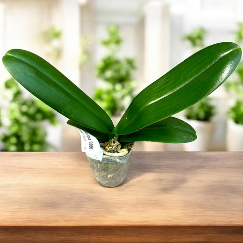 Phalaenopsis OX Luna Rosa '3066'
