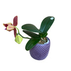 Phalaenopsis I-Hsin Claire (pélorique - 3 lèvres)