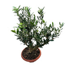 Maslin Bonsai in pot - Olea Europaea Bonsai