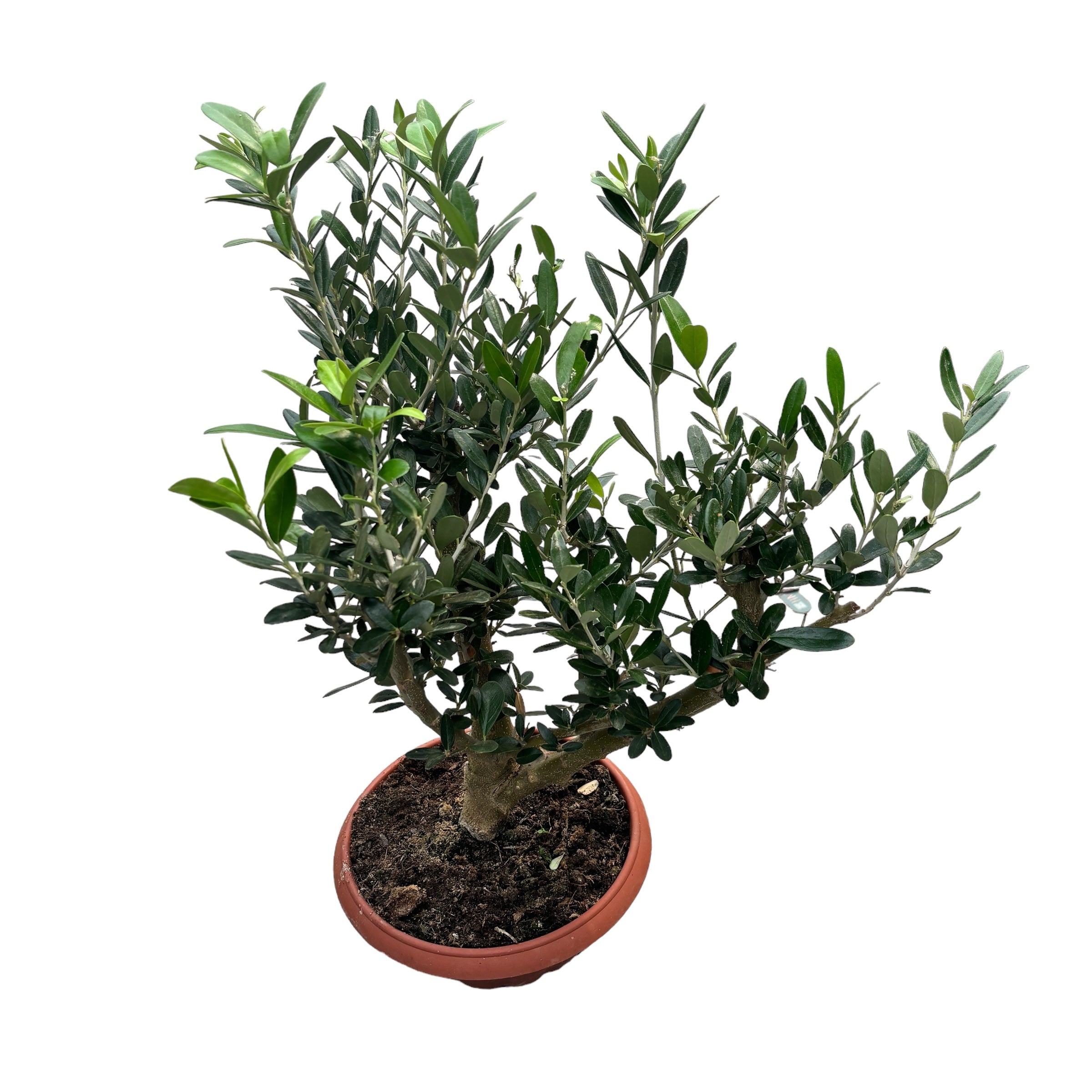 Maslin Bonsai in ghiveci - Olea Europaea Bonsai