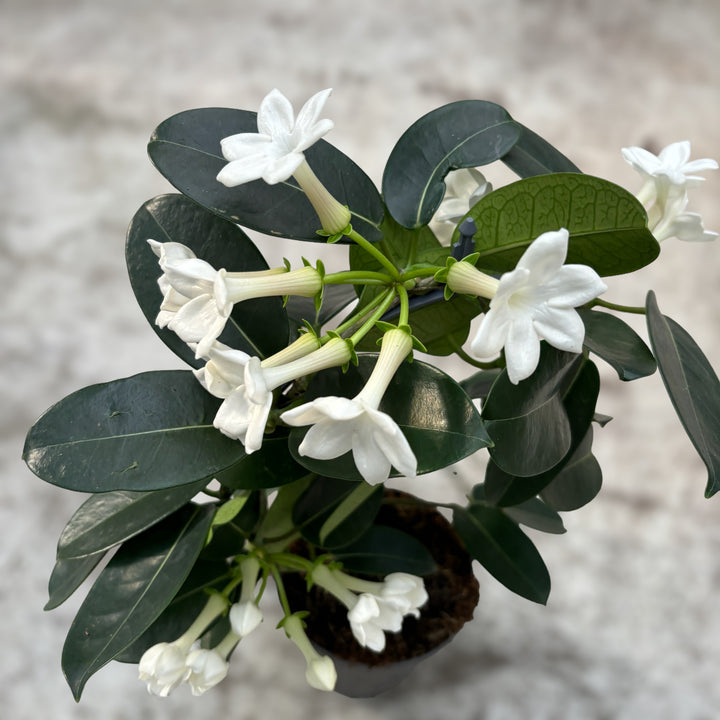 Stephanotis parfumata - Iasomia de Madagascar (Floarea Fericirii)