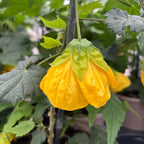 Abutilon 'Yellow' (Floarea artar galbena)