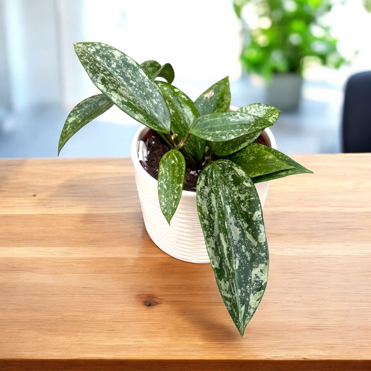 Hoya rangsan (Splash)