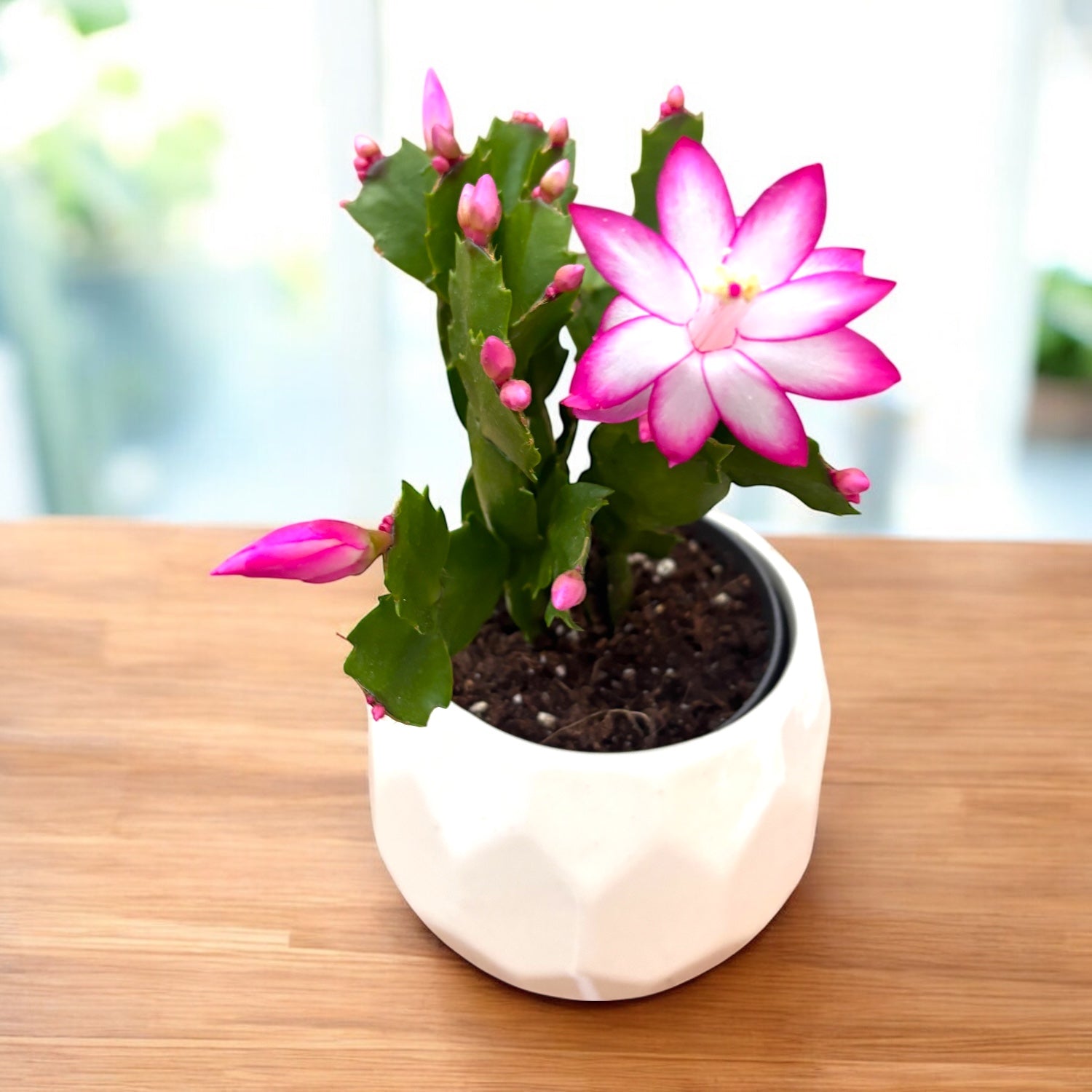 Schlumbergera ‘Jolly Purple’ (Craciunita)