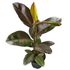 Ficus Elastica 'Pink Camouflage'
