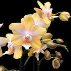 Phalaenopsis Bronze Buddha « Lemon » (Bolgheri Lemon) – orchidée aux fleurs parfumées aux nuances solaires