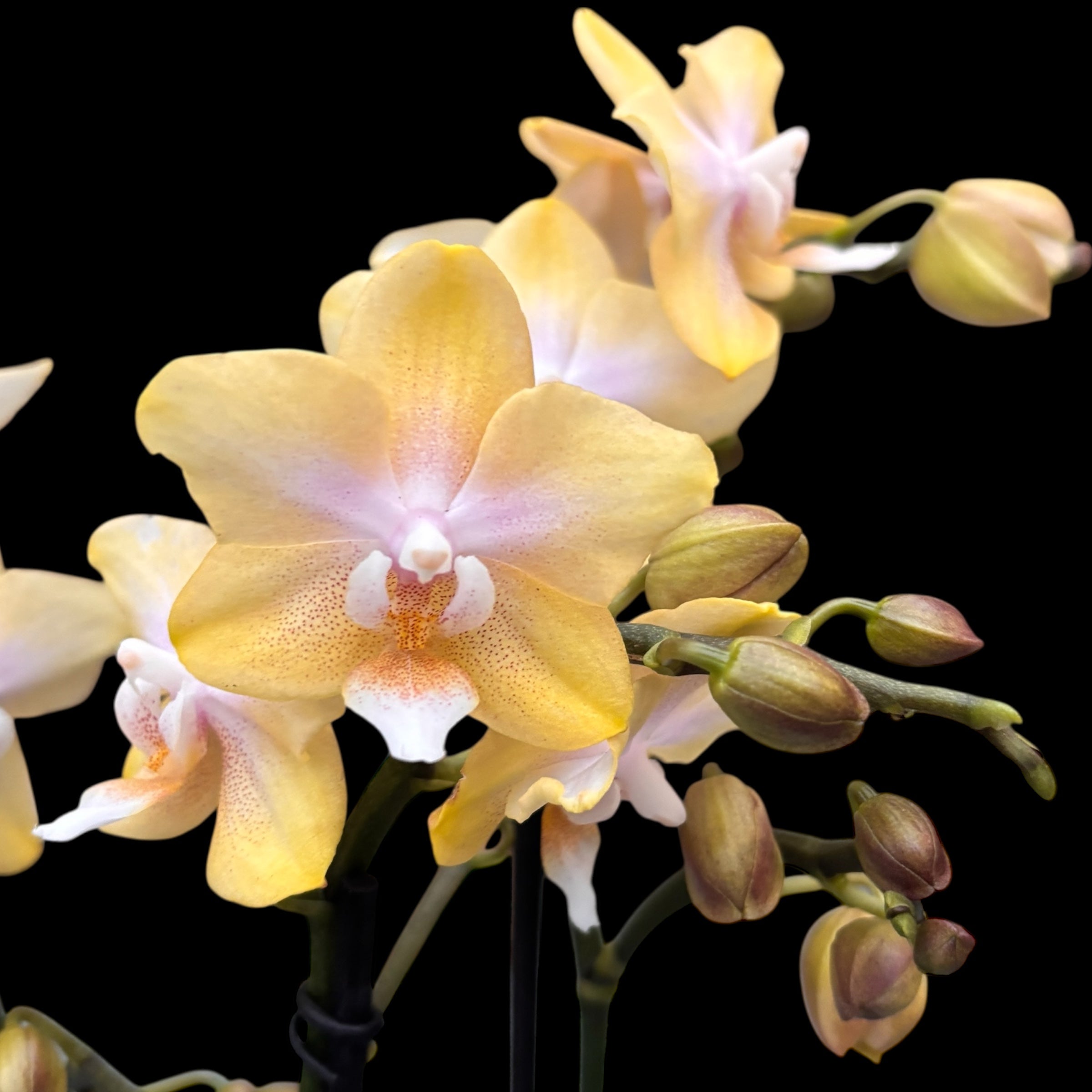 Phalaenopsis Bronze Buddha ‘Lemon’ (Bolgheri Lemon) – orhidee cu flori parfumate in nuante solare