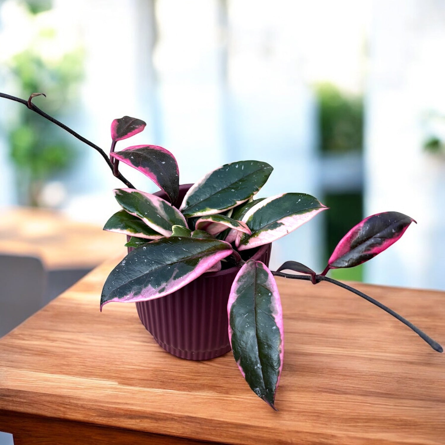 Hoya carnosa 'Flamingo Dream' D9 (parfumata) – Secret Garden Plant