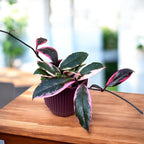 Hoya carnosa 'Flamingo Dream' D9 (ароматна)