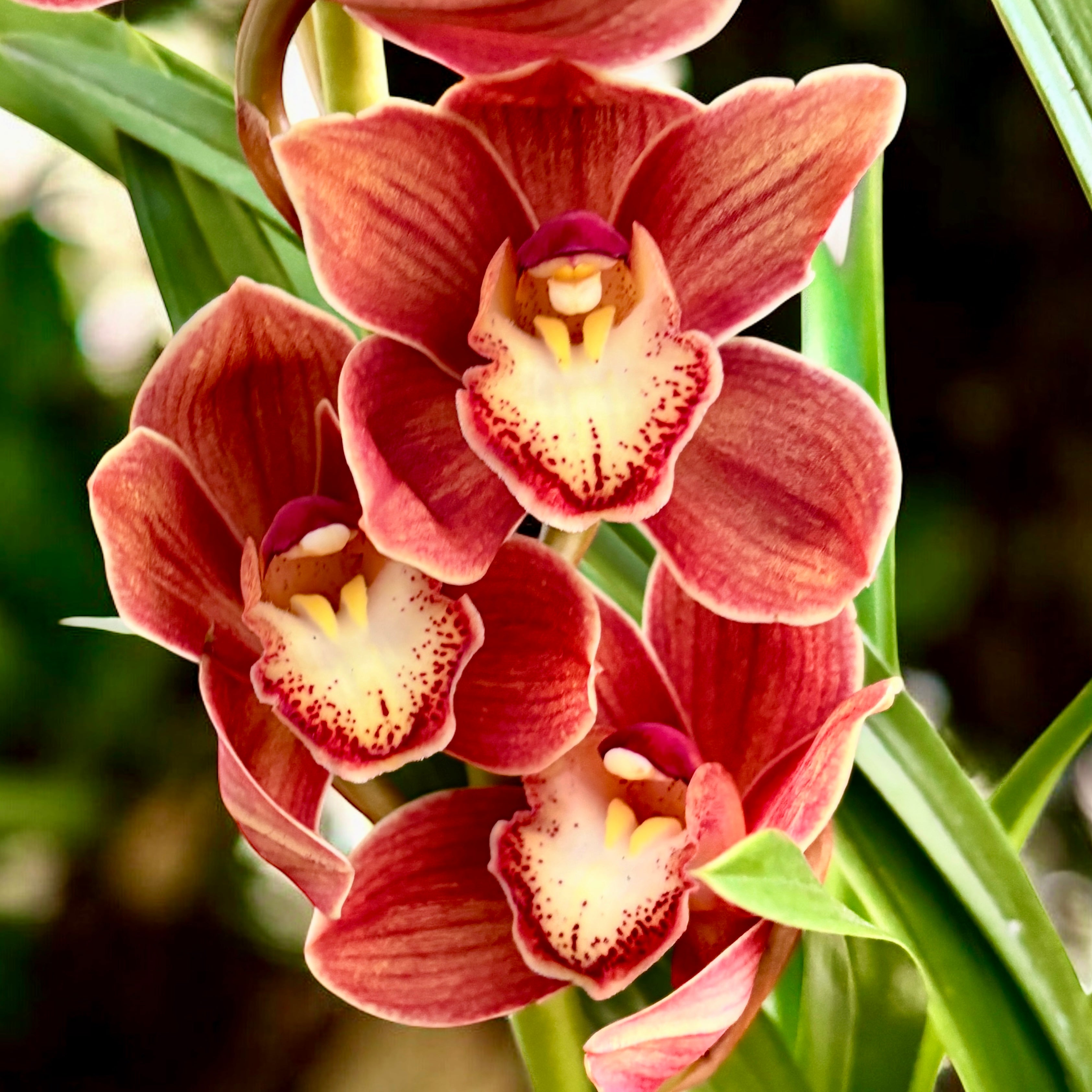 Cymbidium Campfire