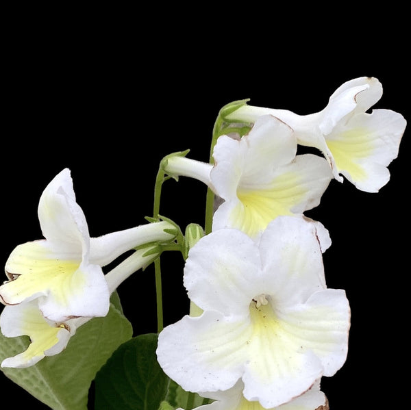 Streptocarpus Francesca white flowers