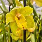 Cymbidium 'Greenflame'
