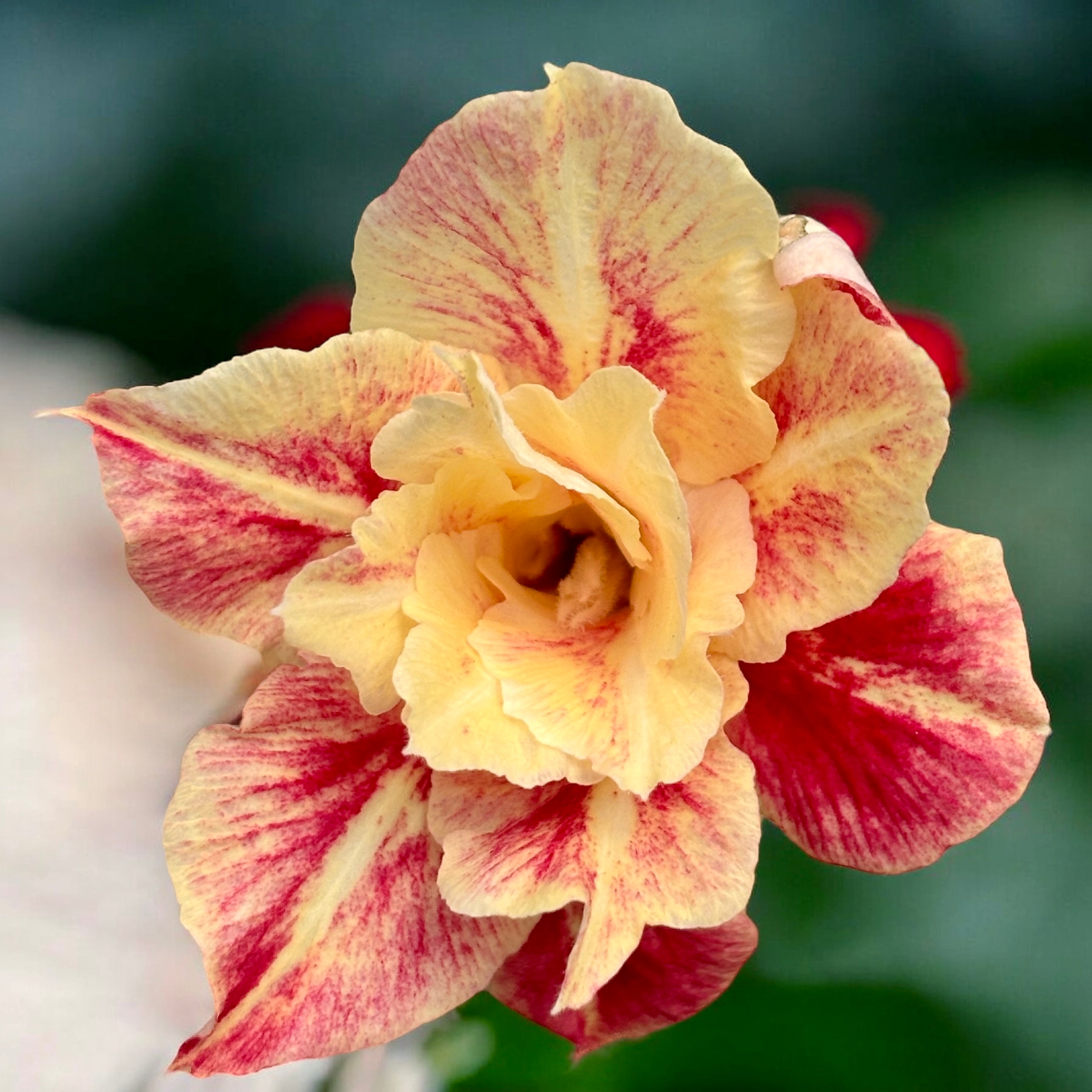 Adenium obesum 'Destiny'