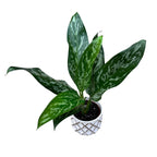 Aglaonema ‘Green Lady’ D9