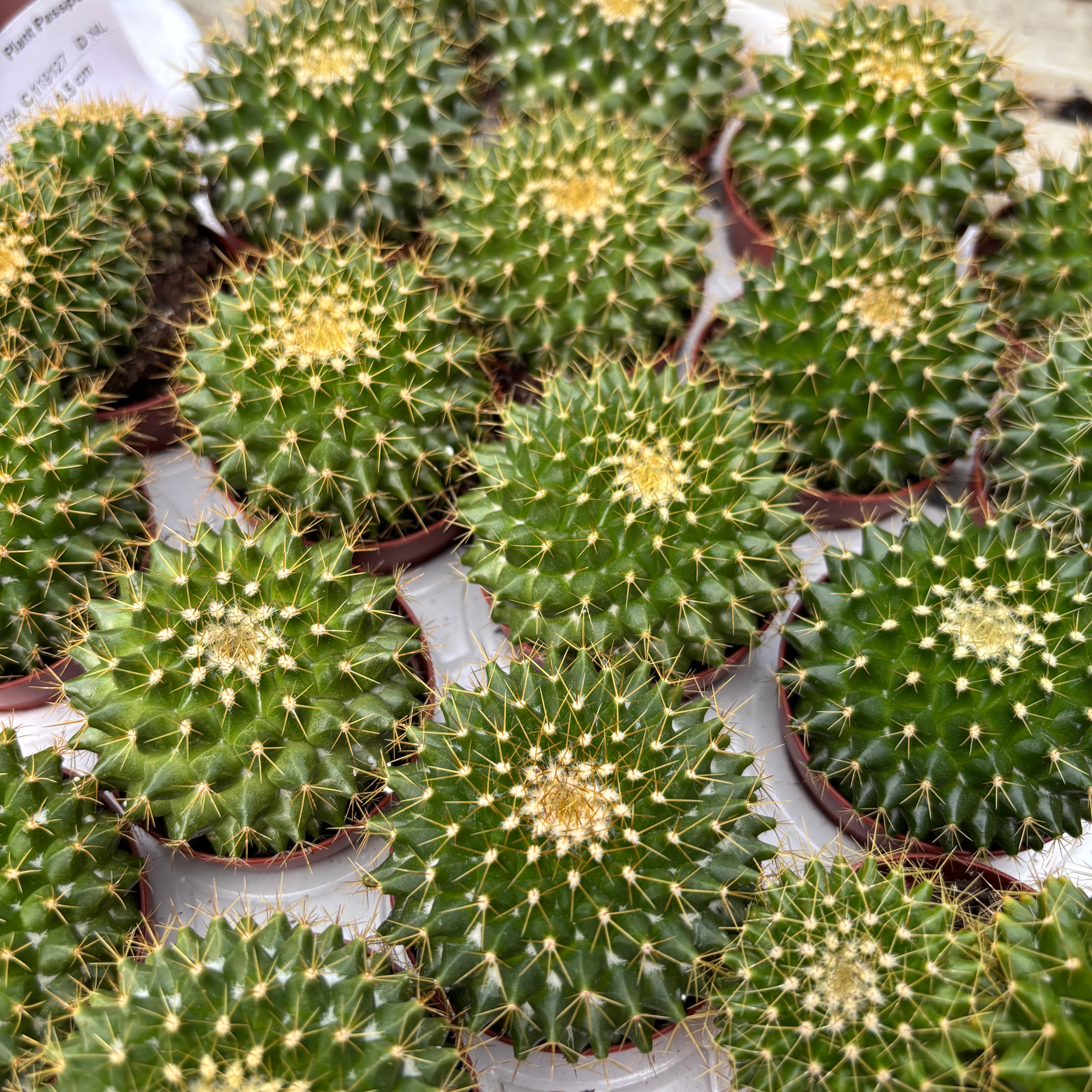 Mammillaria marksiana