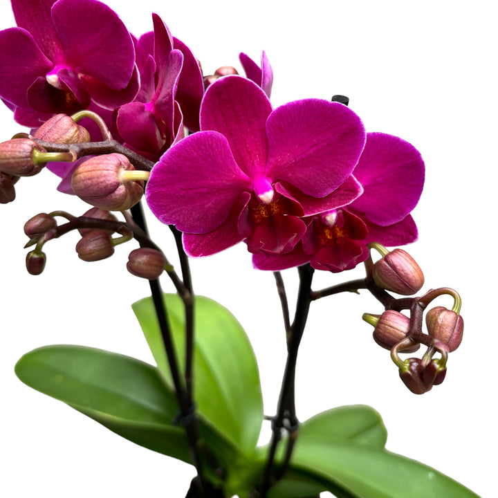 Phalaenopsis Brazilian Fever