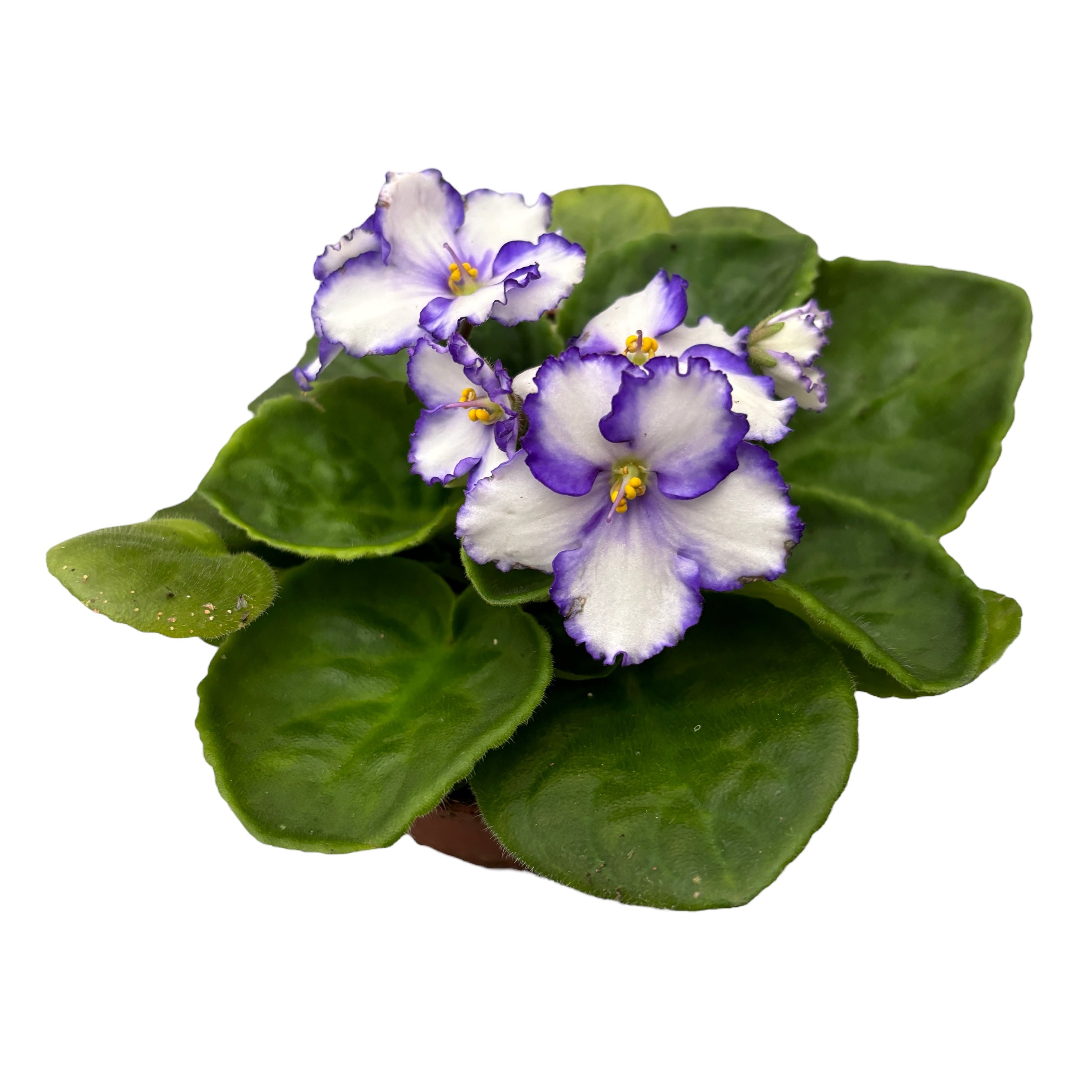 Saintpaulia Chico - Violete bicolore alb - albastru