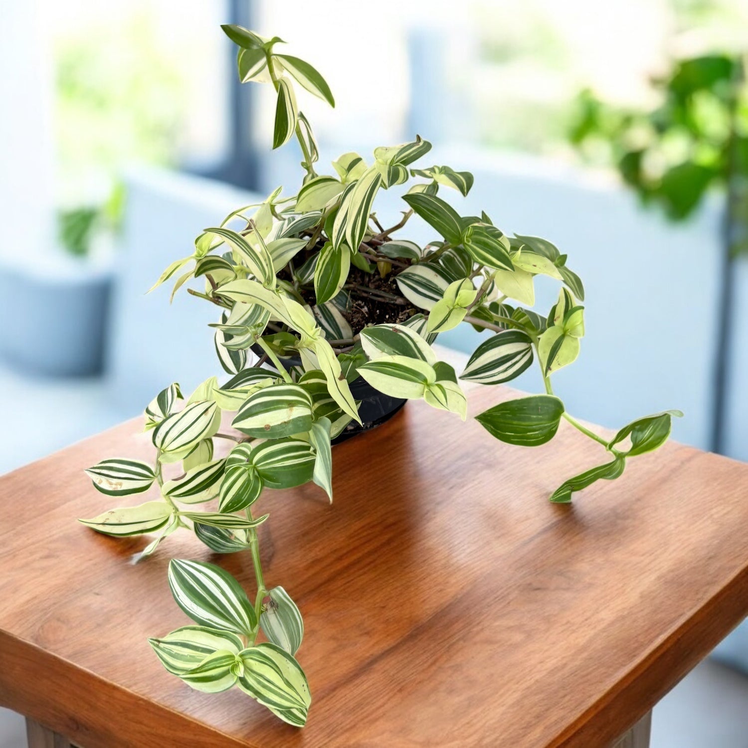 Tradescantia ‘Yellow Hill’ – contrast exotic intre frunzisul auriu si nervurile verzi