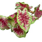 Caladium ‘Raspberry Moon’