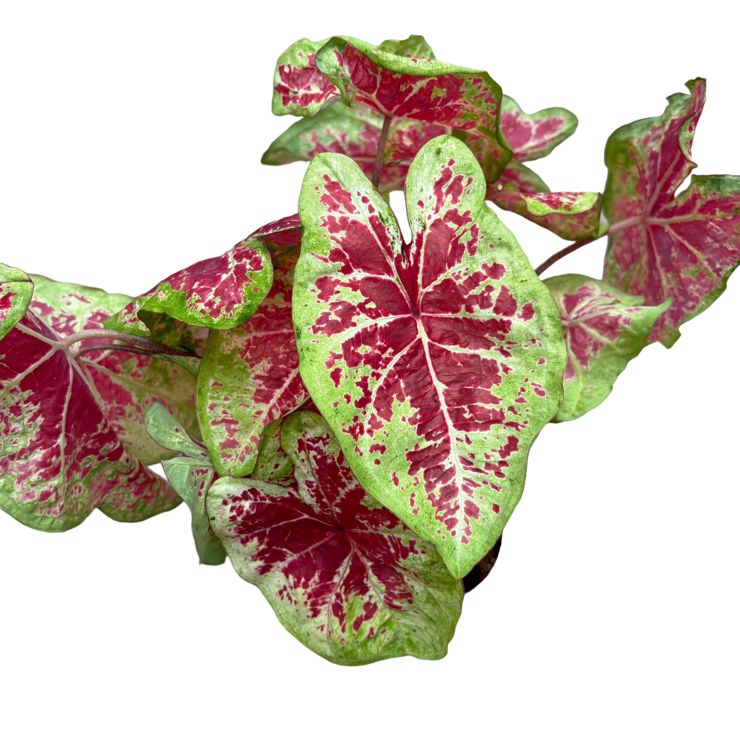 Caladium ‘Raspberry Moon’