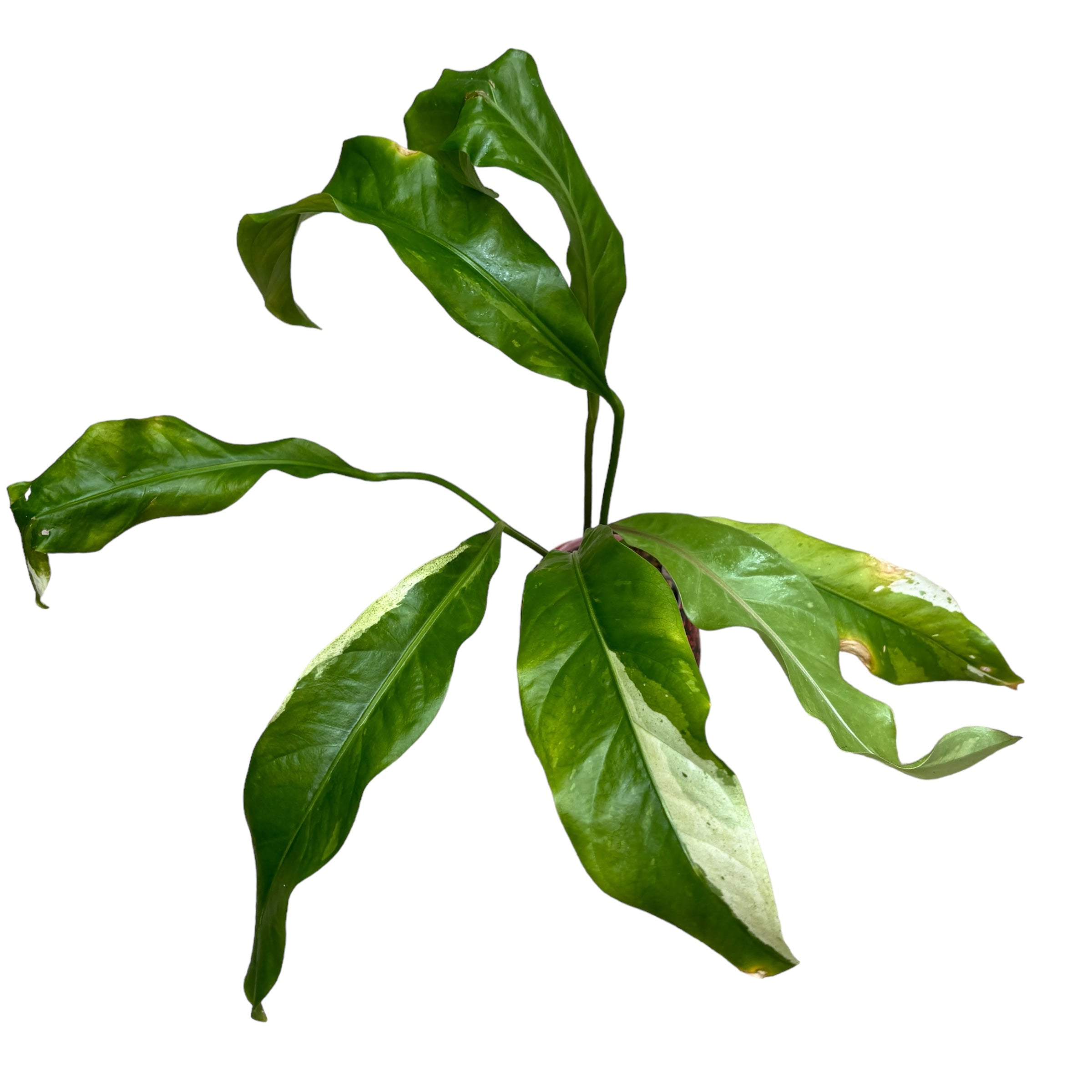 Anthurium Siam Diamond (Variegata)