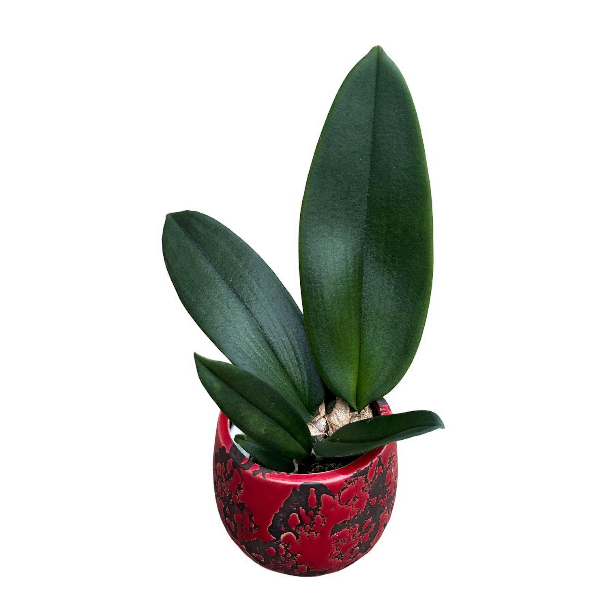 Psychopsis Mariposa - inforire secventiala