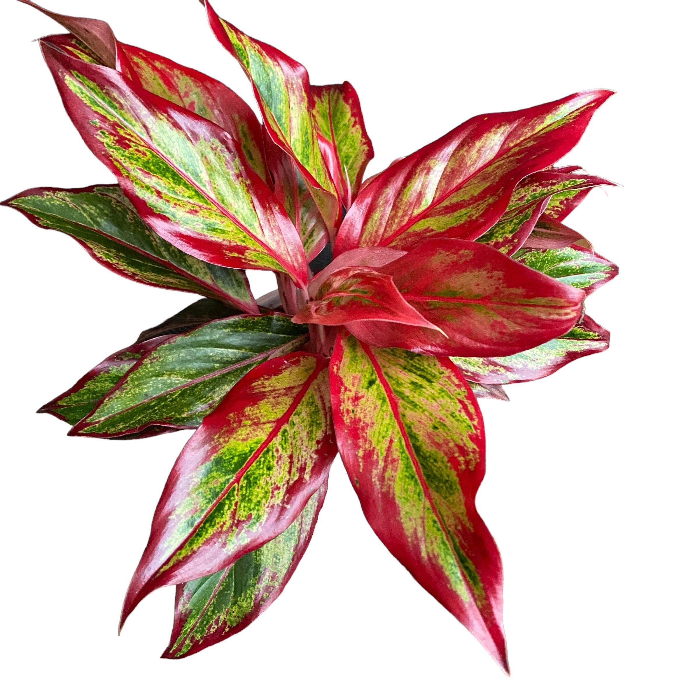 Aglaonema 'Crete Flame' (Red Fire) D12