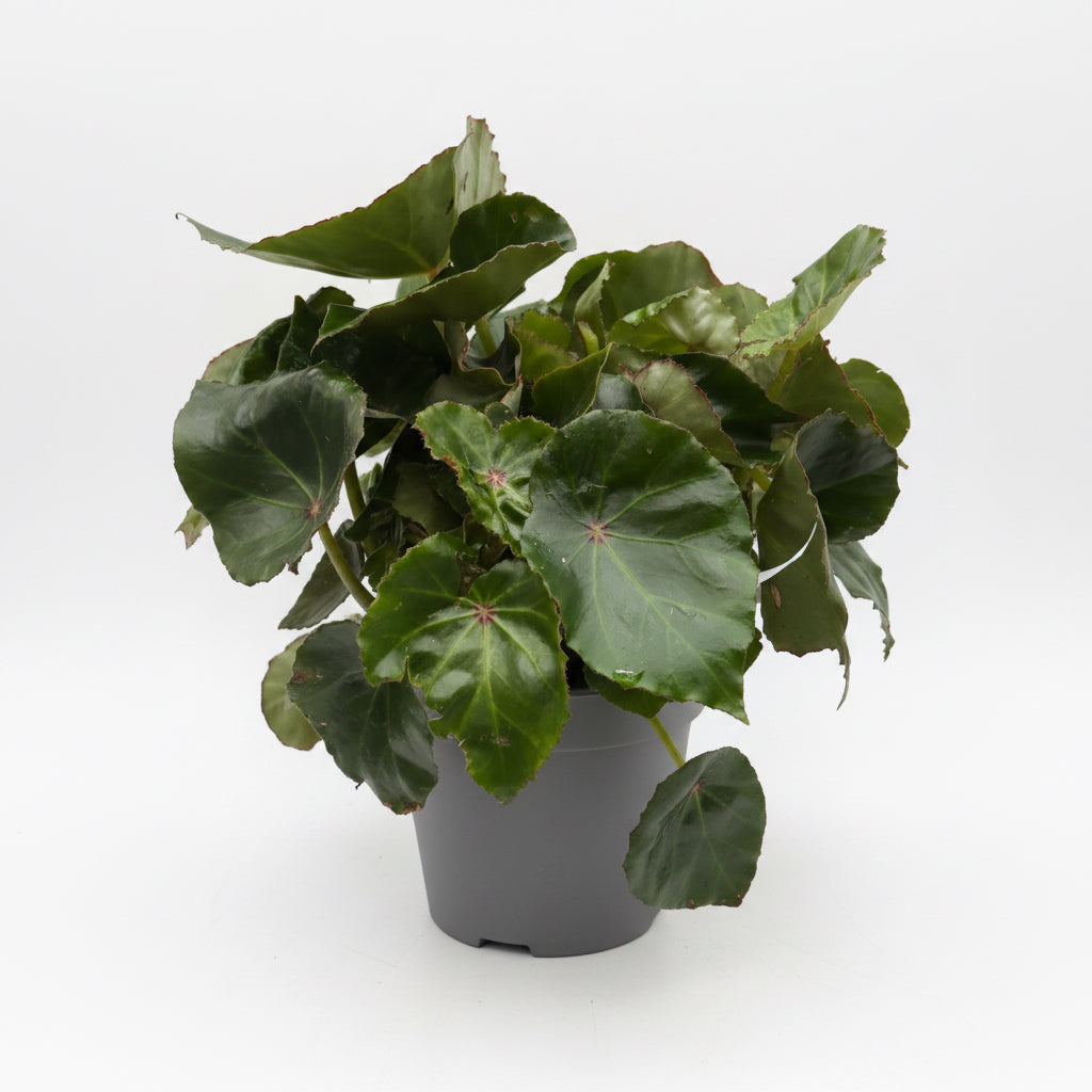 Begonia Rouge Green