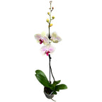 Phalaenopsis Cyrene
