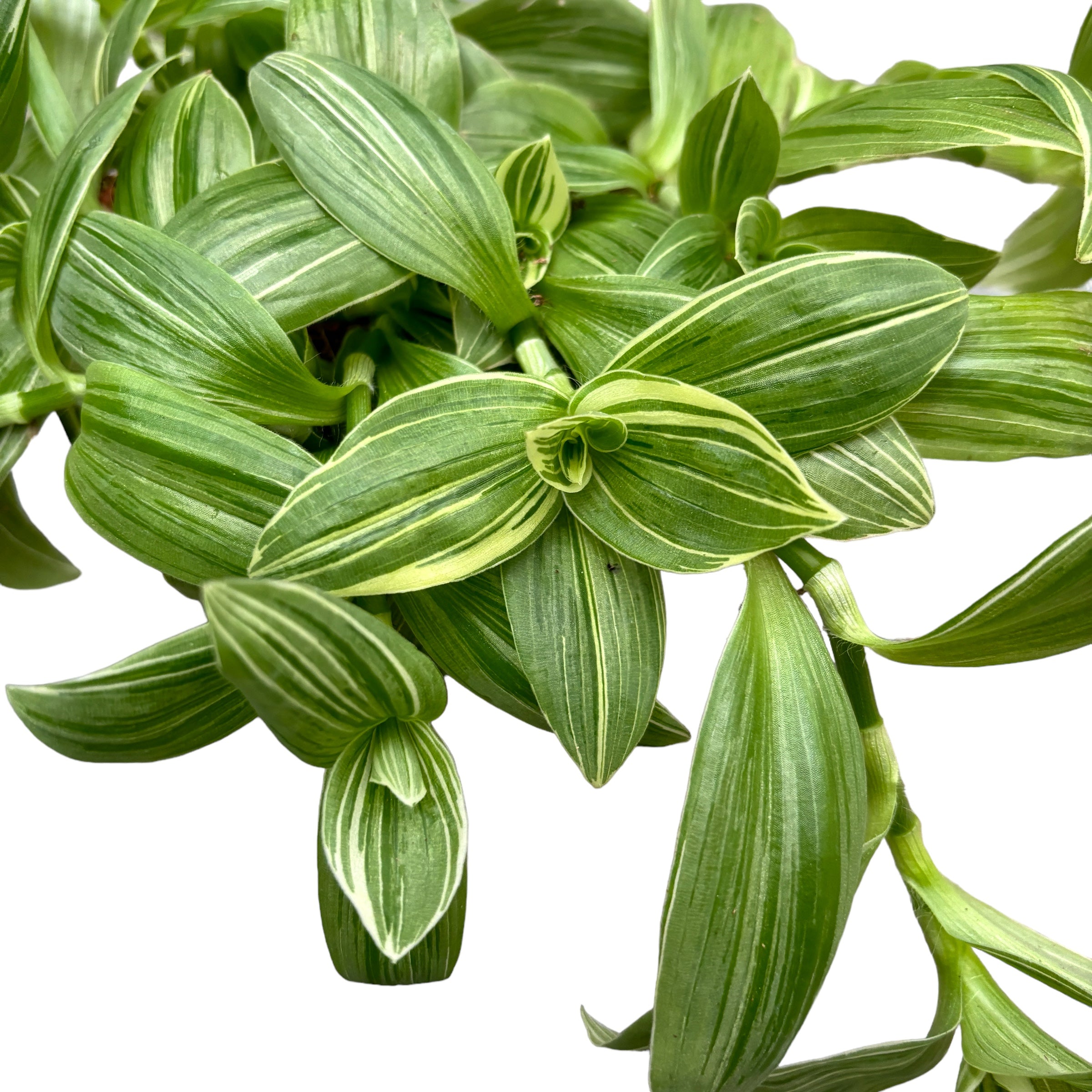 Tradescantia albiflora 'Albovittata'