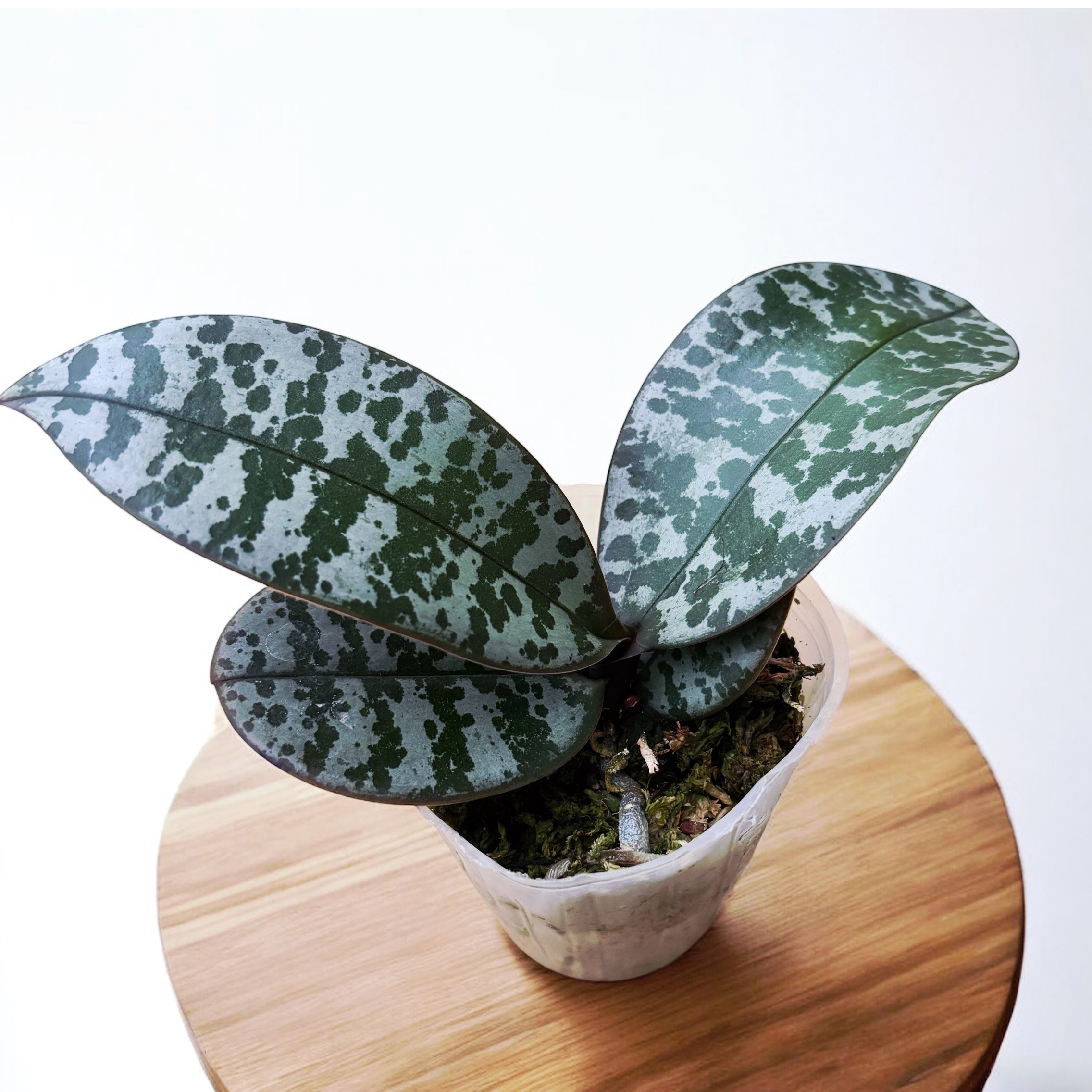 Phalaenopsis schilleriana 'MSH' parfumata