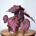 Begonia Bewitched Red Black