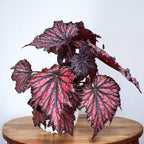 Begonia Bewitched Red Black
