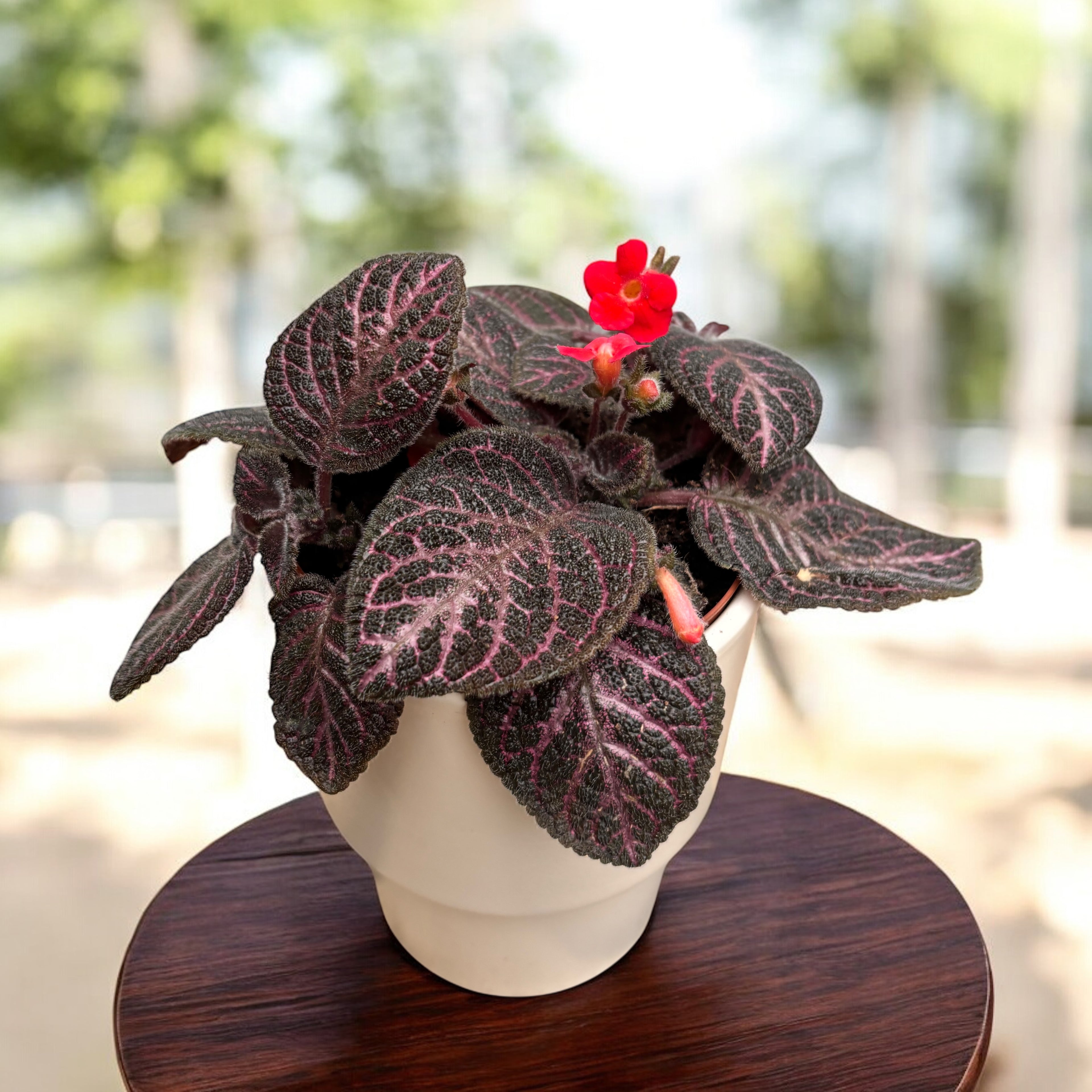 Episcia cupreata ‘Copper’