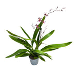 Oncidium Katrin Zoch 'Mieke' (kirjavalehtinen) - tuoksuvat kukat