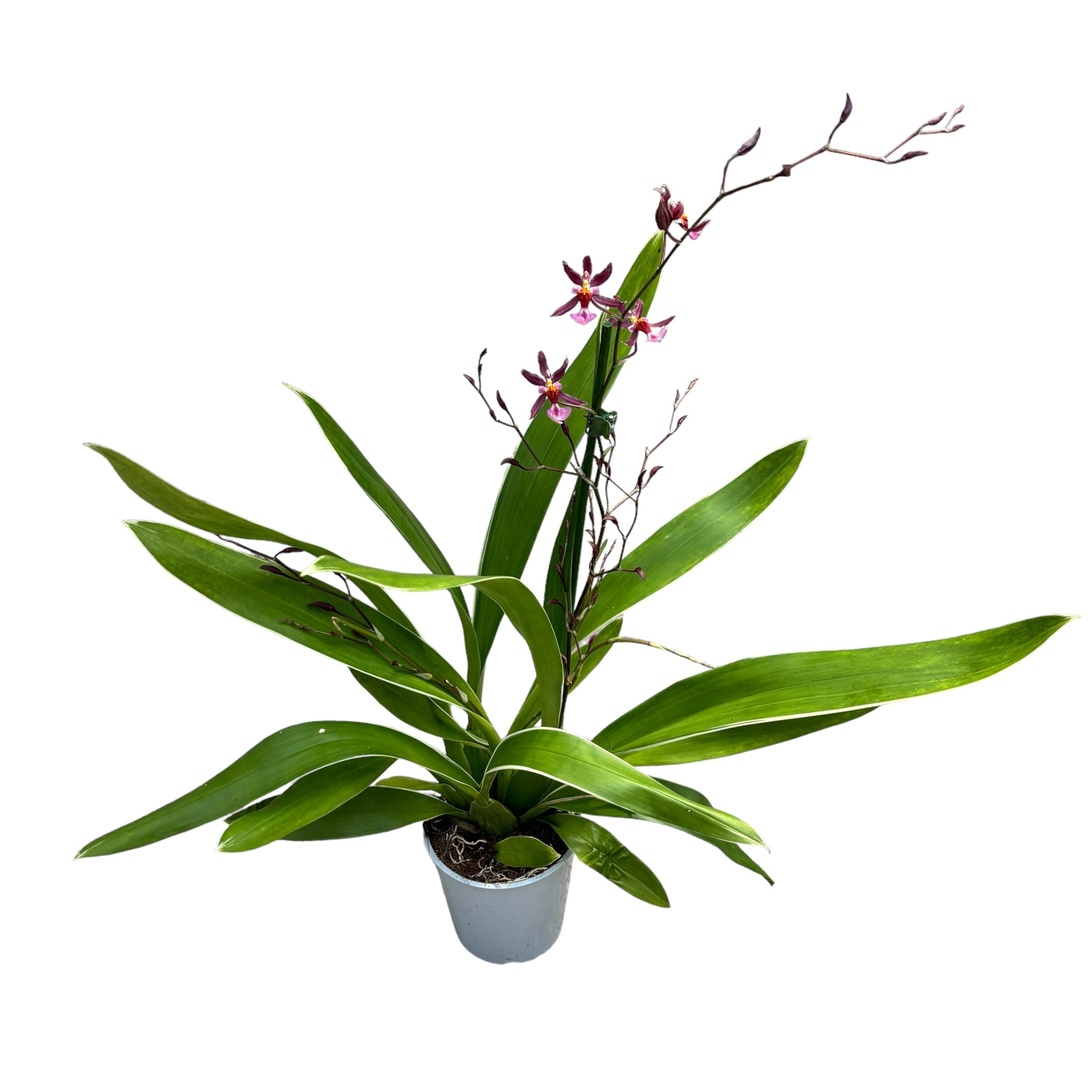 Oncidium Katrin Zoch 'Mieke' (variegated) - fragrant flowers