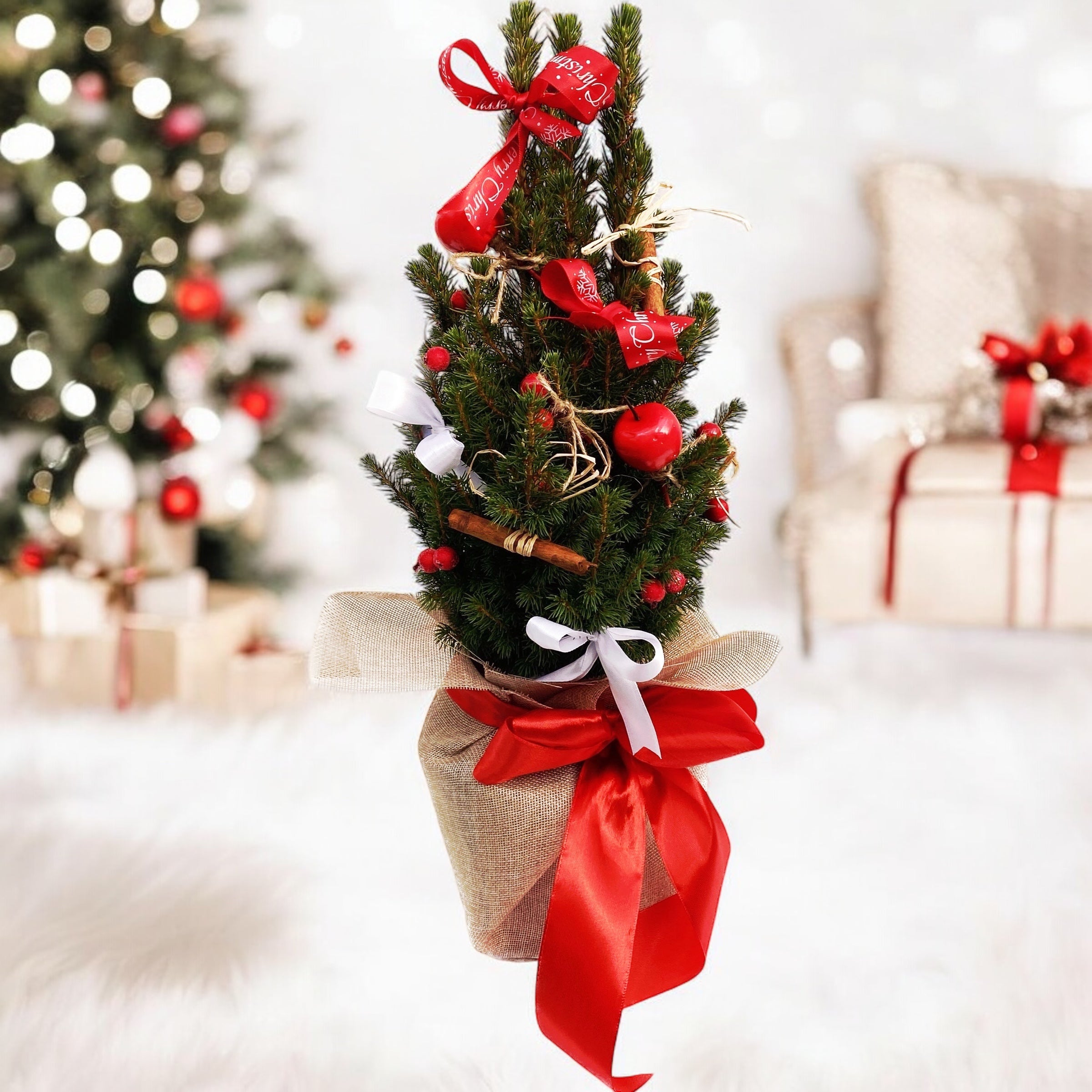 Bradut natural in ghiveci impodobit ‘Frosty’