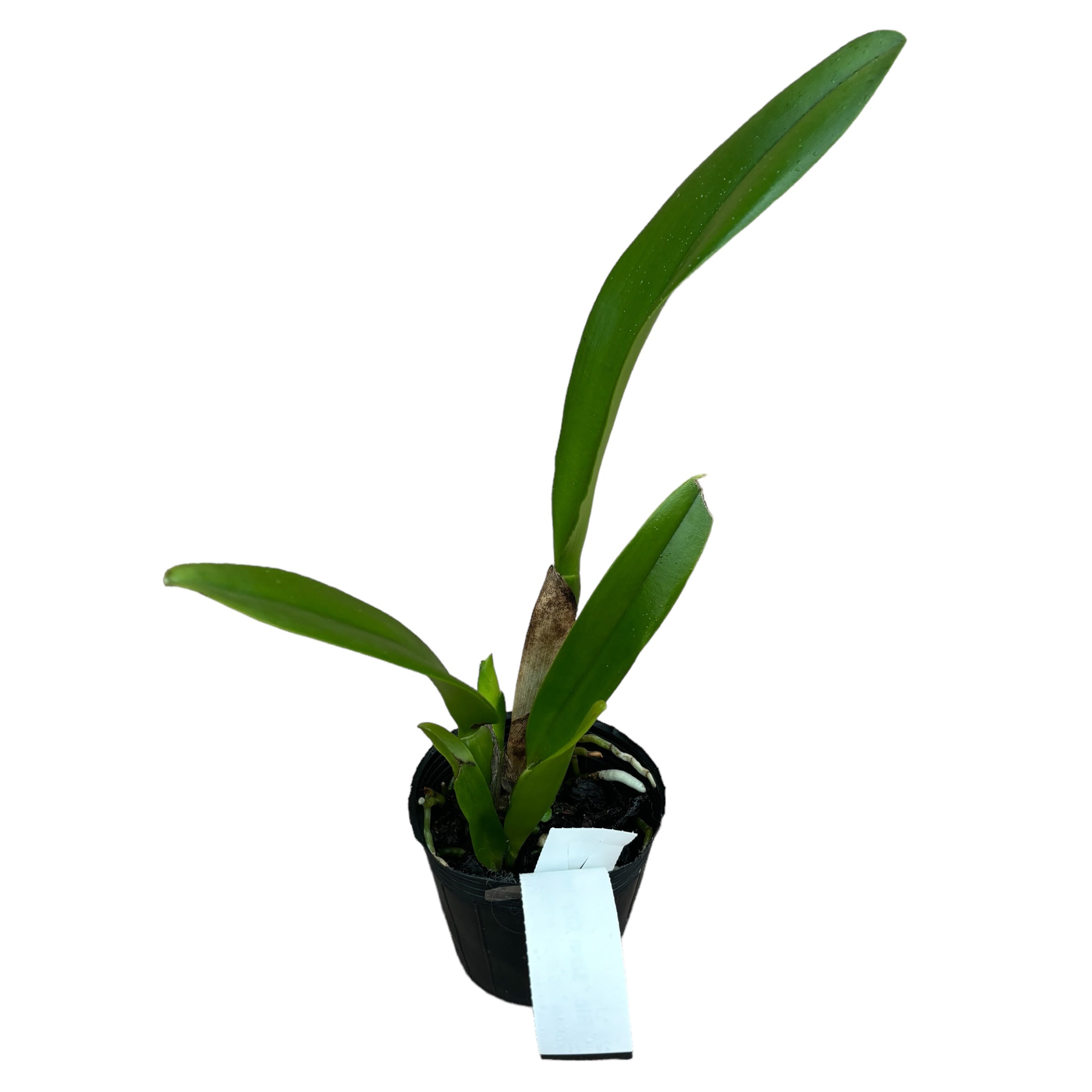 Rlc. Siam City 'Red Bull' - flori uriase, parfumate