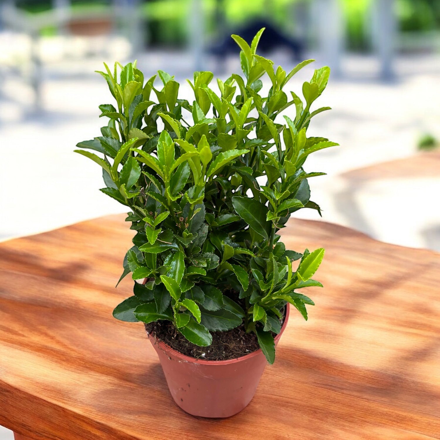 Euonymus ‘Green Spire’ – forma verticala compacta, perfecta pentru garduri vii