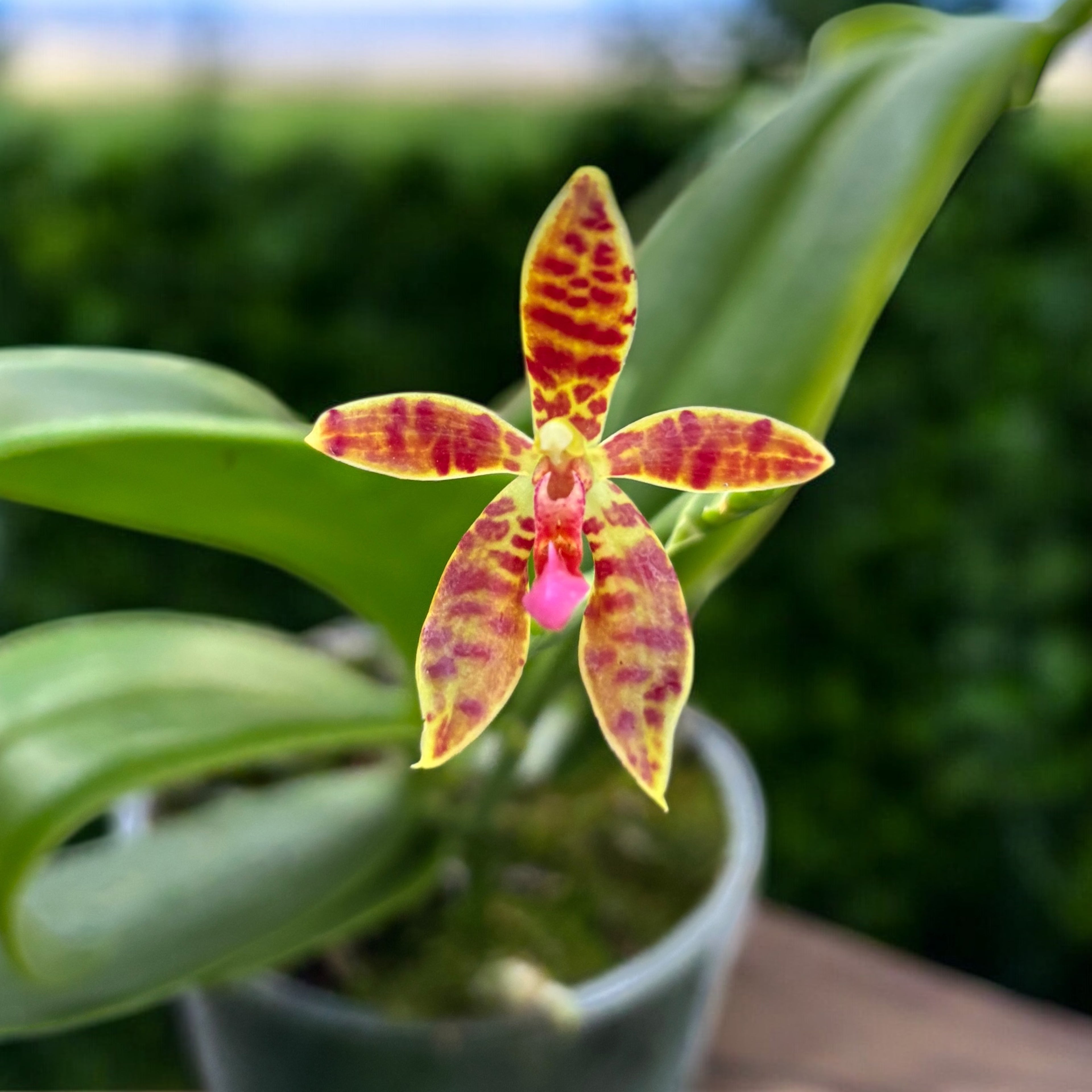 Phalaenopsis Charm (Phal. cornu-cervi var. chattaladae x Phal. maculata)