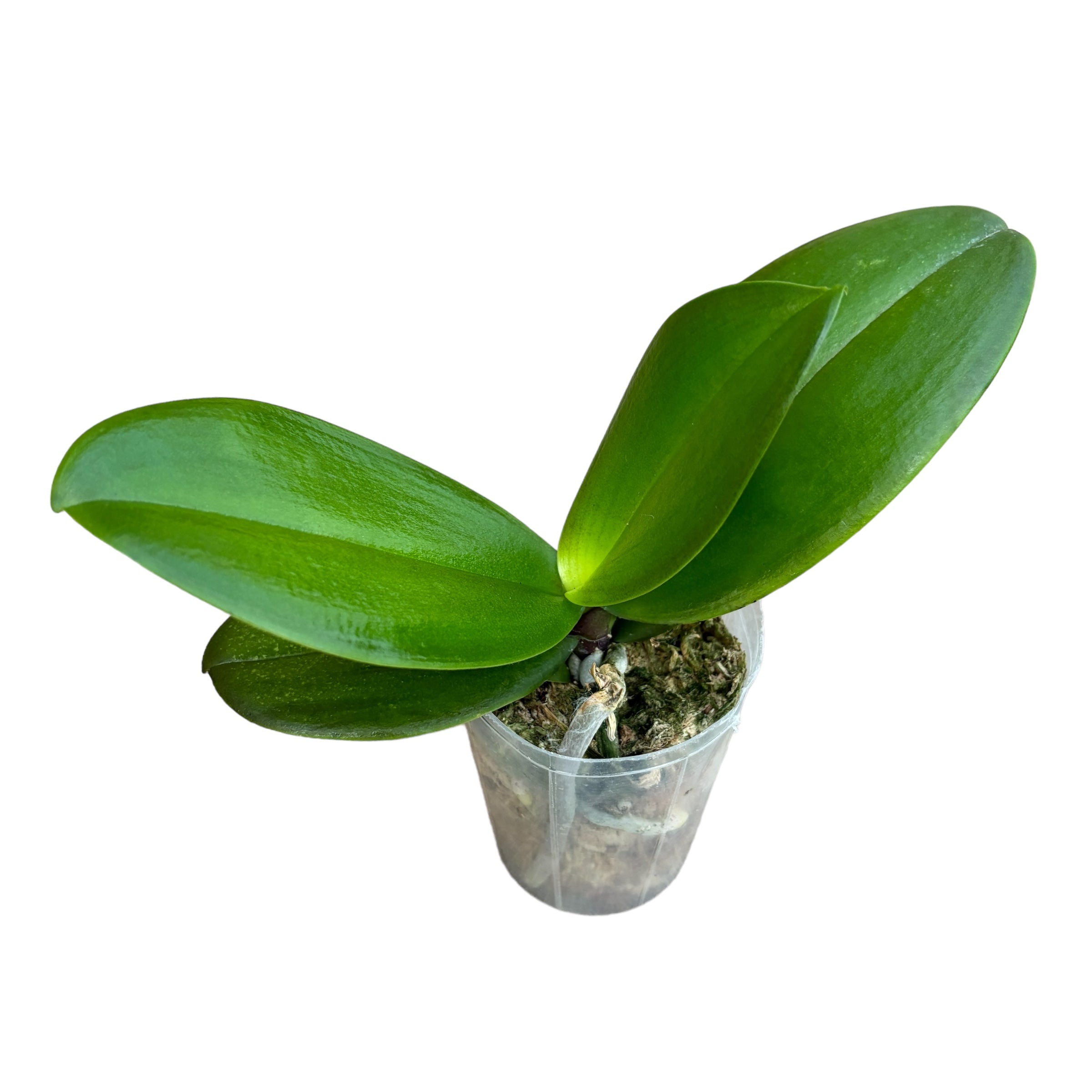 Phalaenopsis Younghome Pringles - big lip