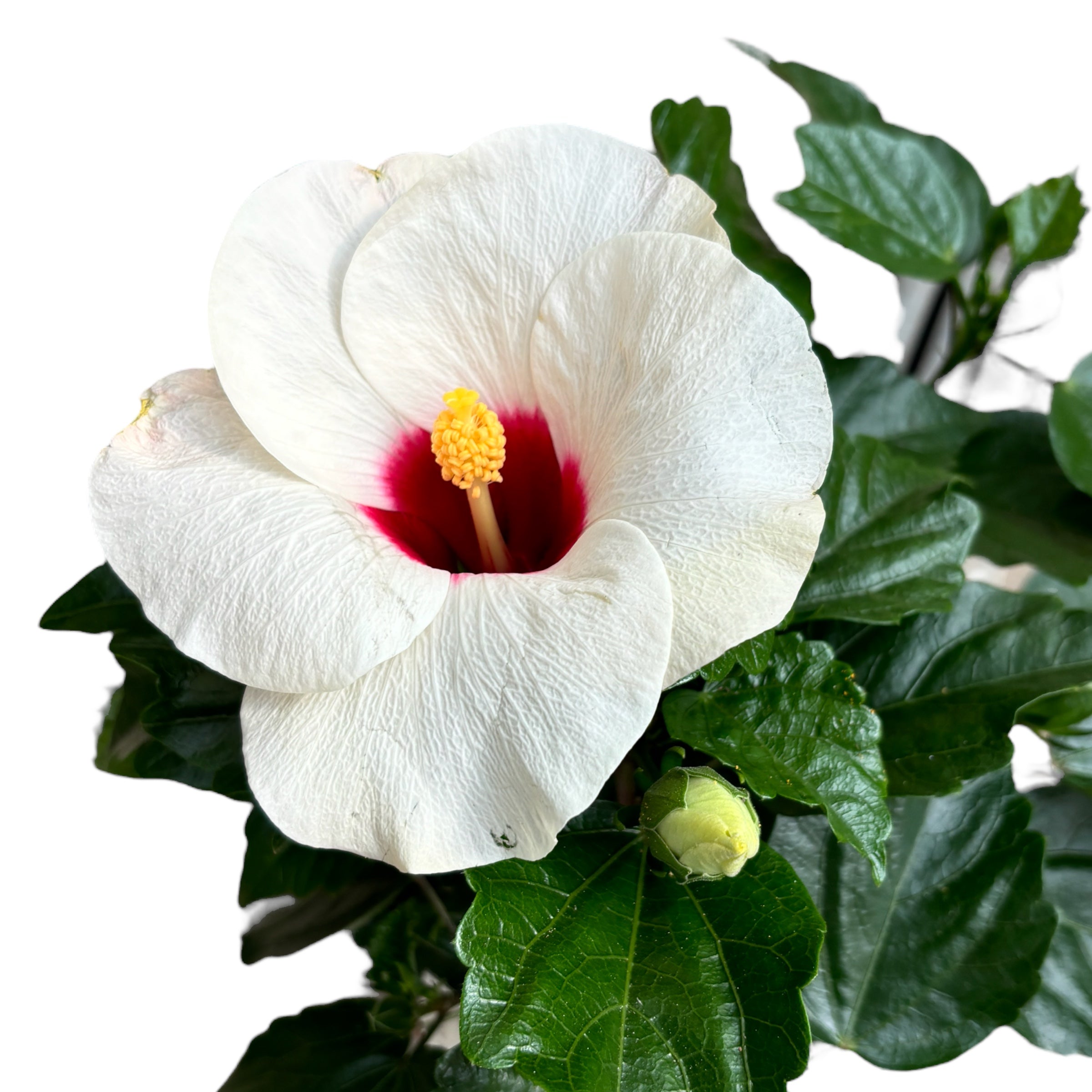 Hibiskus 'Adonicus Pearl' - XL cvetovi (2 rastlini/posoda)