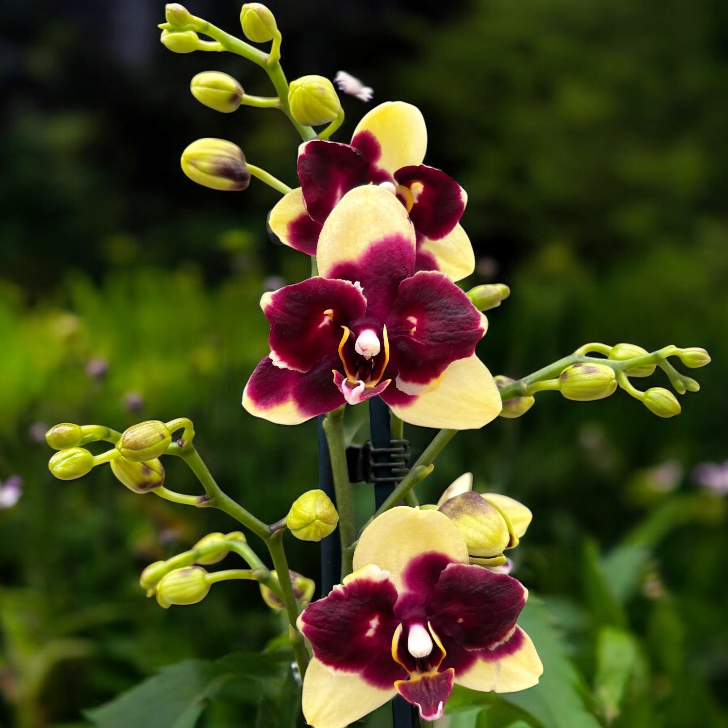 Phalaenopsis ‘Catania’ - peloric Butterfly