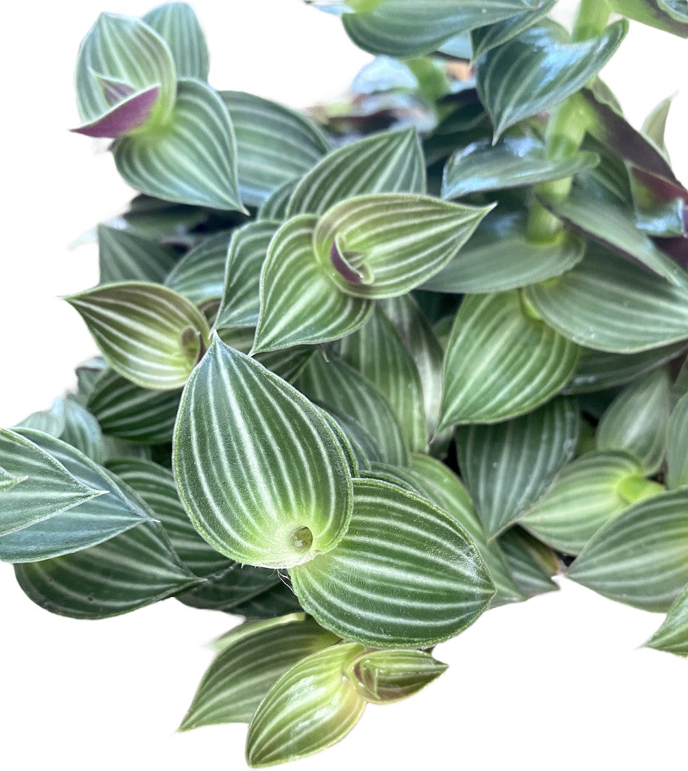 Tradescantia Toundra