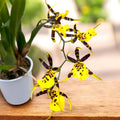 Oncidium (Cyrtocidium) Holm’s Wizard var. #10 (flori intens parfumate)